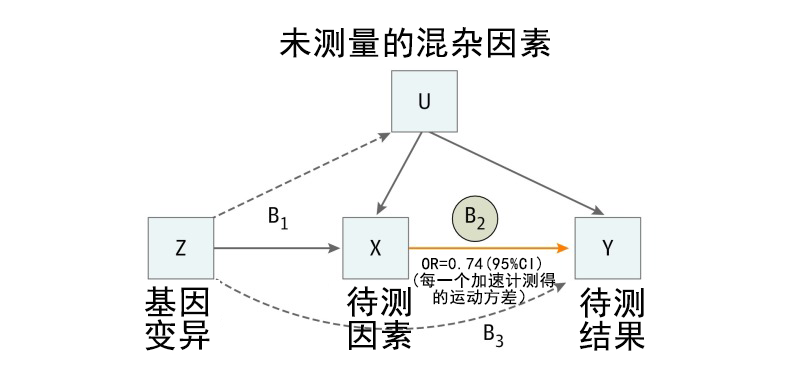 bbin宝盈基因解码顺利获得孟德尔随机化法研究两个因素之间的关系及作用方向